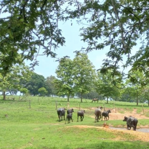 Ganaderos denuncian intento de despojo por parte del Corredor Interocéanico, en el Istmo de Oaxaca